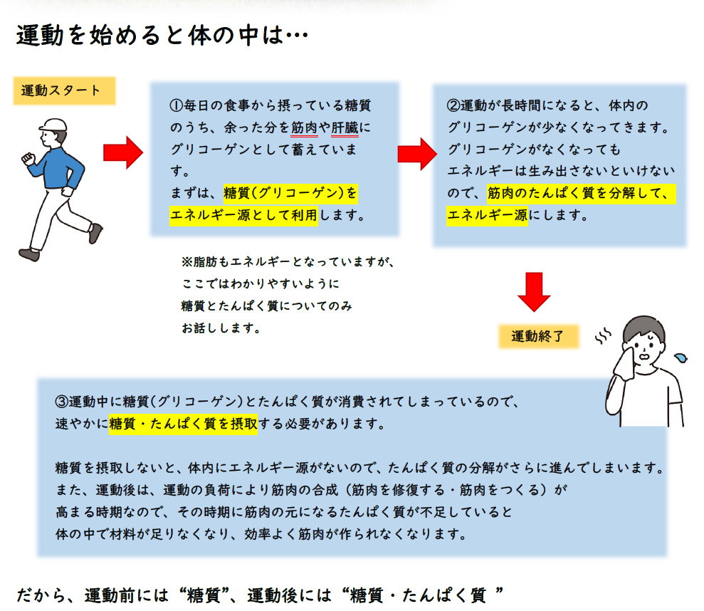 運動を始めると体の中では…
運動スタート
①毎日の食事から摂っている糖質のうち、余った分を筋肉や肝臓にグリコーゲンとして蓄えています。
まずは、糖質(グリコーゲン)を
エネルギー源として利用します。
※脂肪もエネルギーとなっていますが、ここではわかりやすいように
糖質とたんぱく質についてのみ
お話しします。
②運動が長時間になると、体内の
グリコーゲンが少なくなってきます。
グリコーゲンがなくなってもエネルギーは生み出さないといけないので、筋肉のたんぱく質を分解して、
エネルギー源にします。
運動終了
③運動中に糖質(グリコーゲン)とたんぱく質が消費されてしまっているので、
速やかに糖質・たんぱく質を摂取する必要があります。

糖質を摂取しないと、体内にエネルギー源がないので、たんぱく質の分解がさらに進んでしまいます。
また、運動後は、運動の負荷により筋肉の合成 (筋肉を修復する・筋肉をつくる) が
高まる時期なので、その時期に筋肉の元になるたんぱく質が不足していると
体の中で材料が足りなくなり、効率よく筋肉が作られなくなります。

だから、運動前には“糖質”、運動後には“糖質・たんぱく質 ”をとるようにいわれます。

